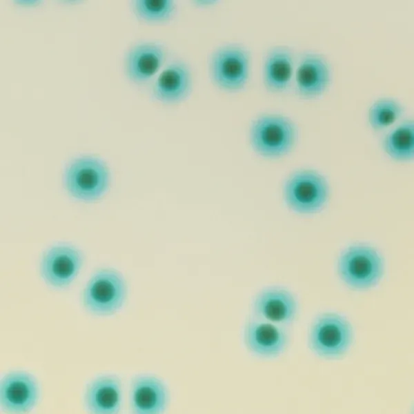 CHROMagar™ B.cepacia