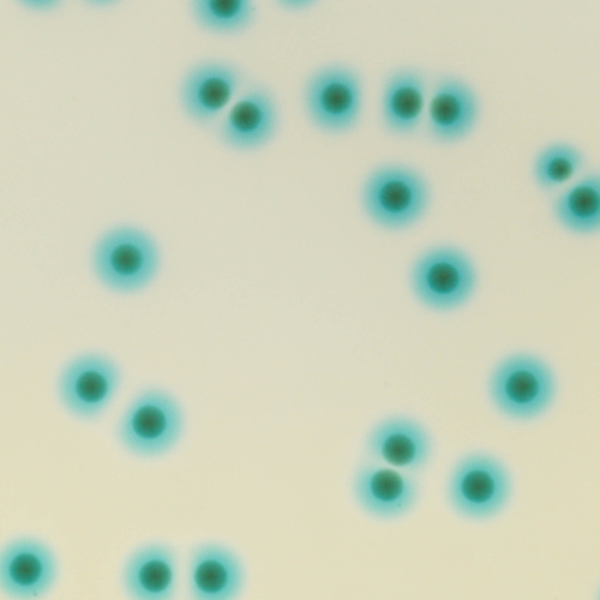 CHROMagar™ B.cepacia