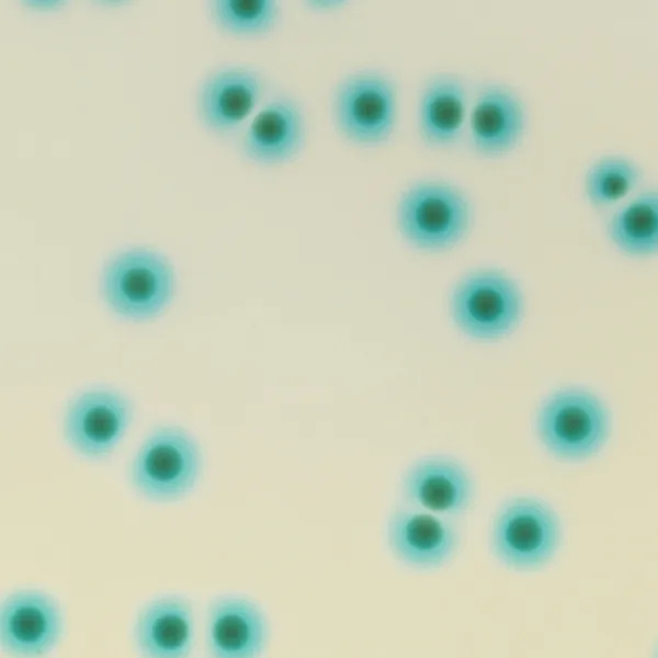 CHROMagar™ B.cepacia