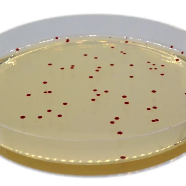 CHROMagar™ Campylobacter