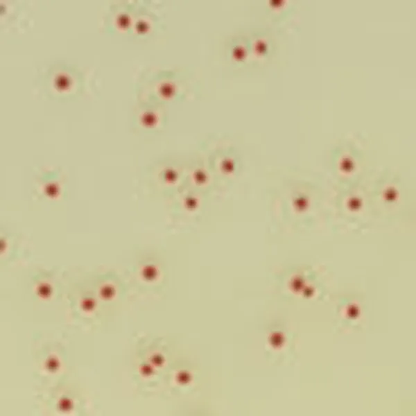 CHROMagar™ Campylobacter