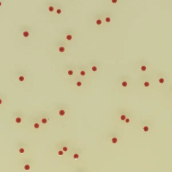 CHROMagar™ Campylobacter