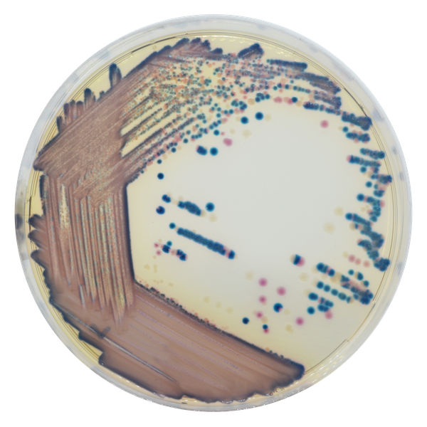 CHROMagar™ COL-APSE