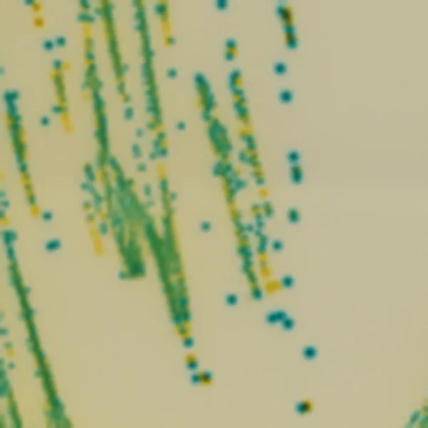 CHROMagar™ Cronobacter