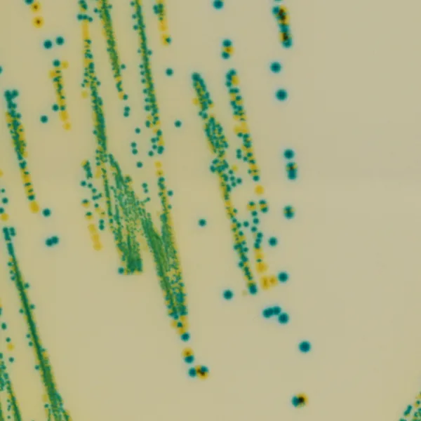 CHROMagar™ Cronobacter