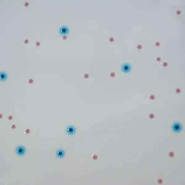 CHROMagar™ Enterobacteria