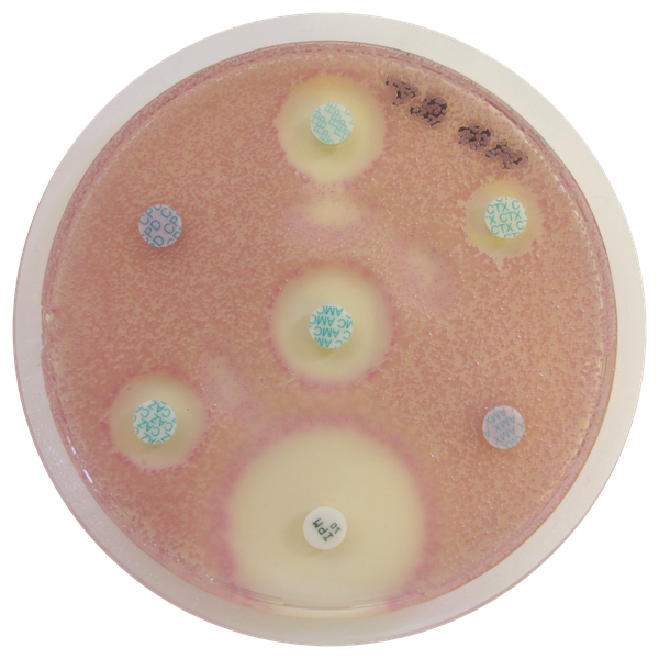 CHROMagar™ MH Orientation