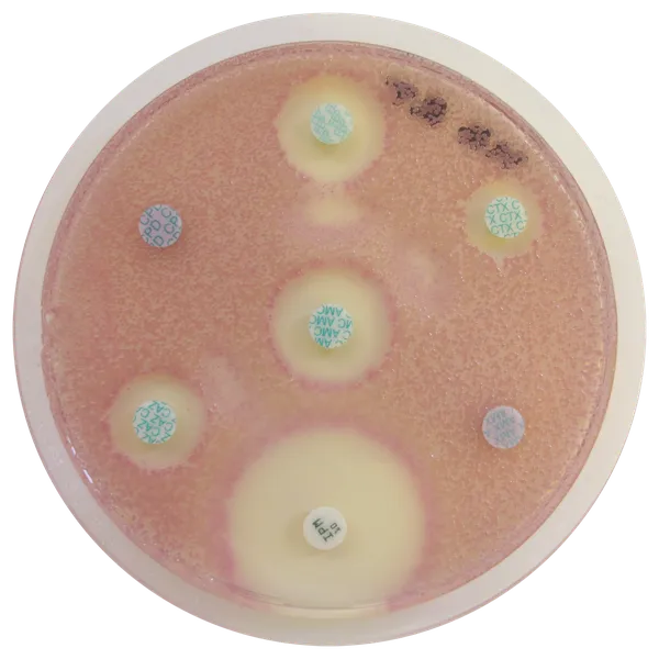 CHROMagar™ MH Orientation