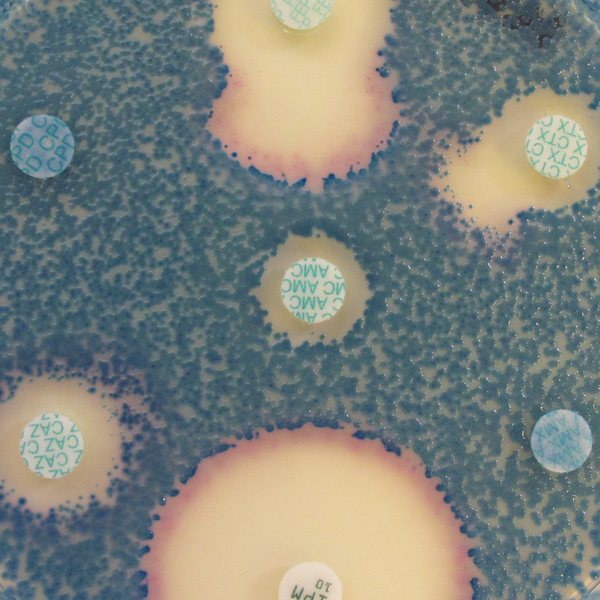 CHROMagar™ MH Orientation