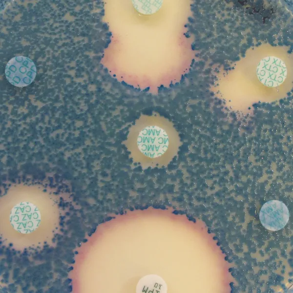 CHROMagar™ MH Orientation