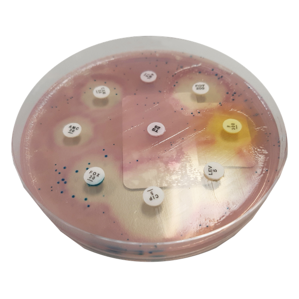 CHROMagar™ MH Orientation