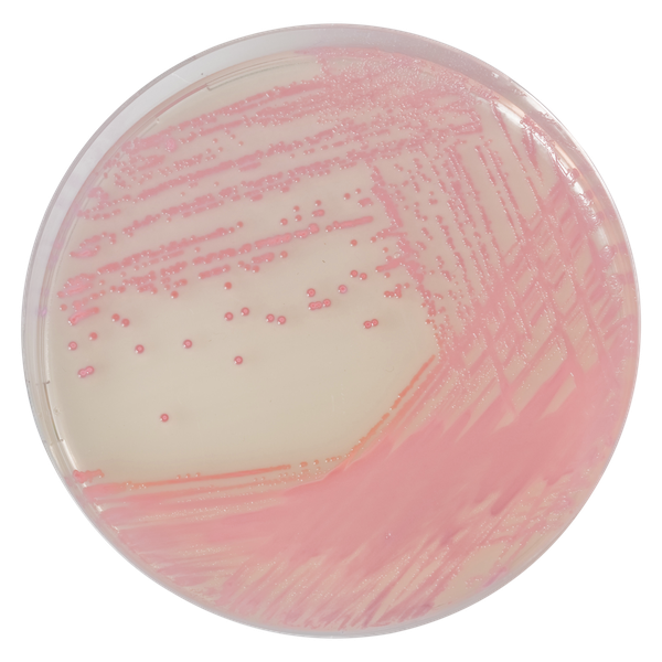 CHROMagar™ MRSA