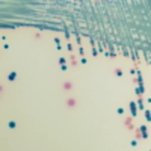 CHROMagar™ mSuperCARBA™