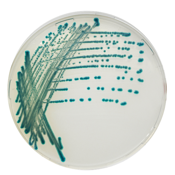 CHROMagar™ Serratia