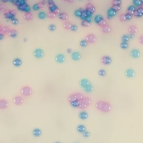 CHROMagar™ Streptococcus