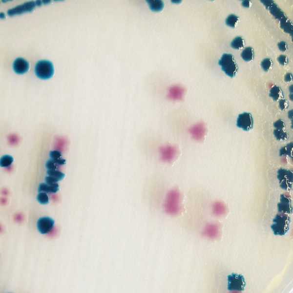 CHROMagar™ Y. enterocolitica