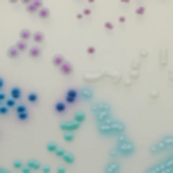 CHROMagar™ Candida Plus