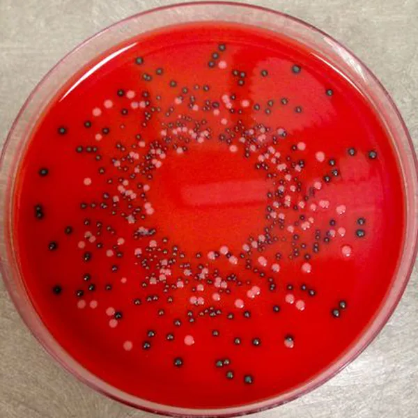 Pathogen Cocktail CRM 10PK *ECCN*