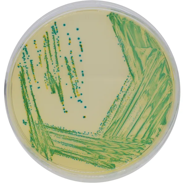 CHROMagar™ Cronobacter