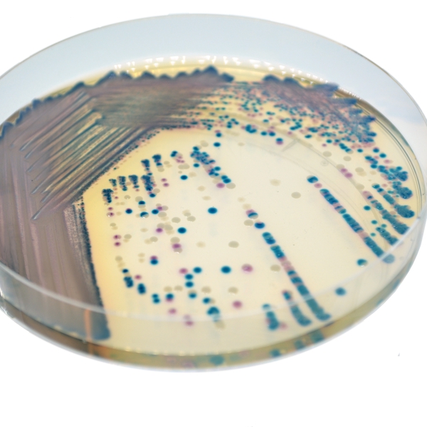 CHROMagar™ COL-APSE