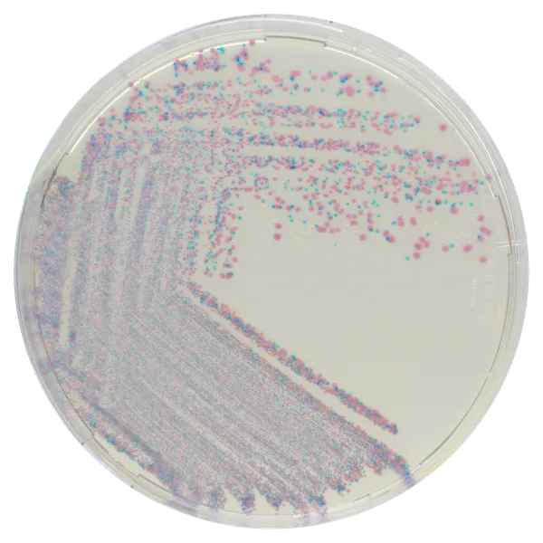 CHROMagar™ Staphylococcus