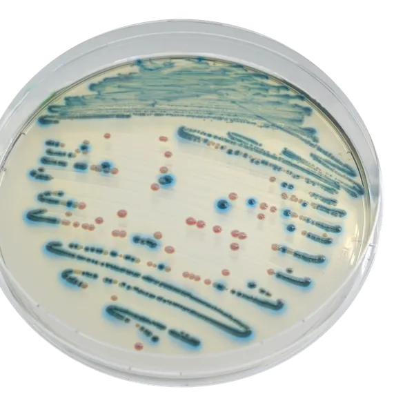 CHROMagar™ Enterobacteria