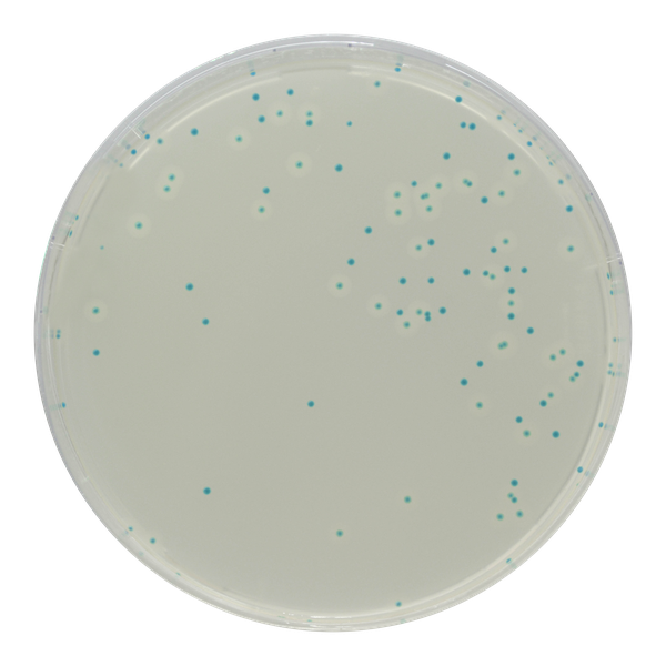 CHROMagar™ Listeria