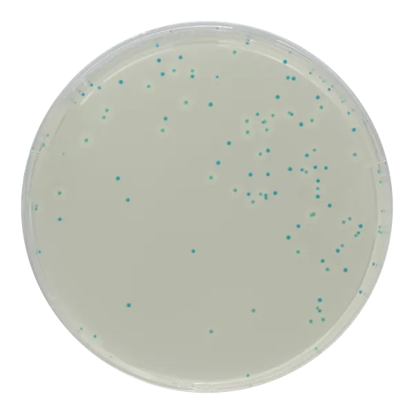 CHROMagar™ Listeria