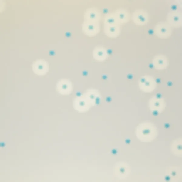 CHROMagar™ Listeria