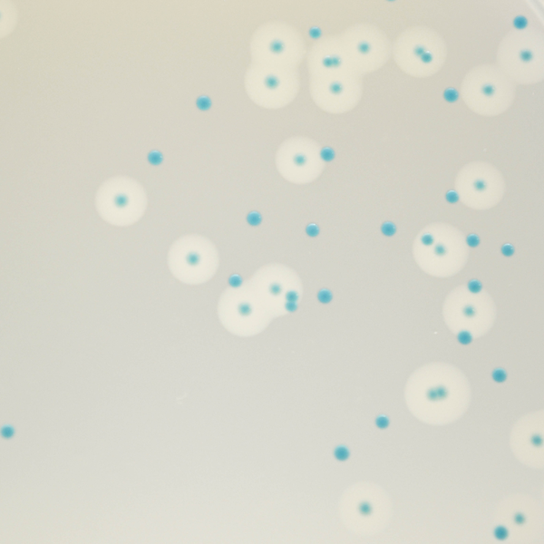 CHROMagar™ Listeria