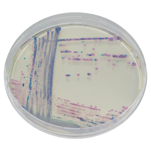 CHROMagar™ Staph aureus