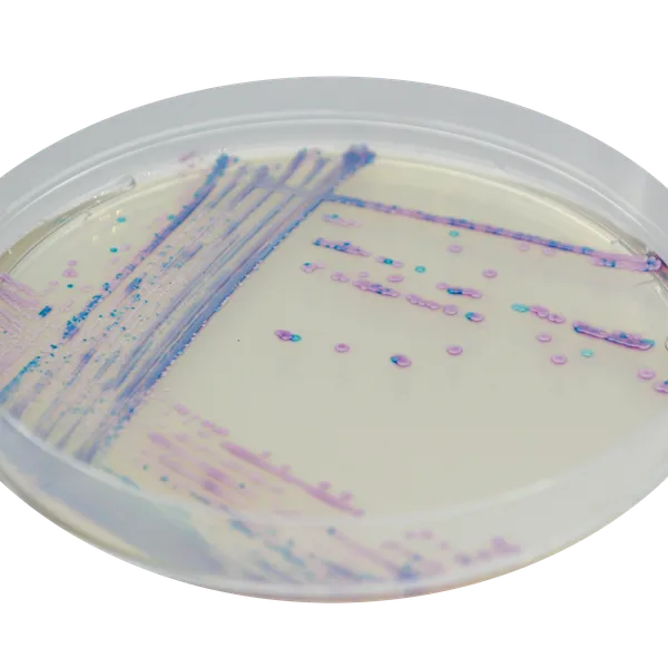 CHROMagar™ Staph aureus
