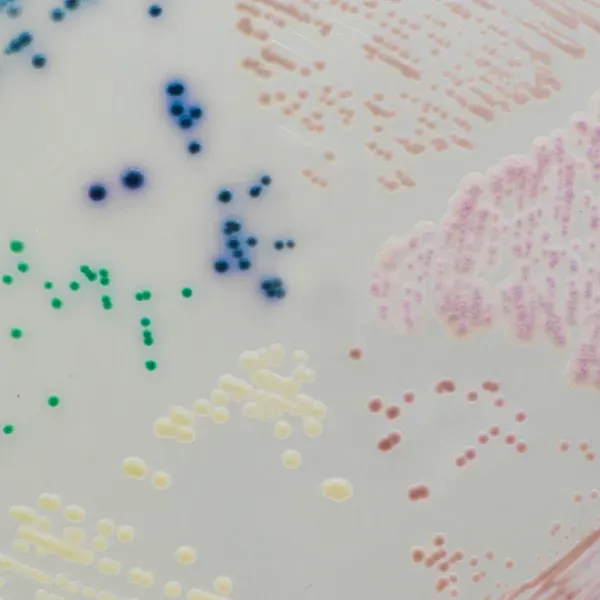 CHROMagar™ Candida