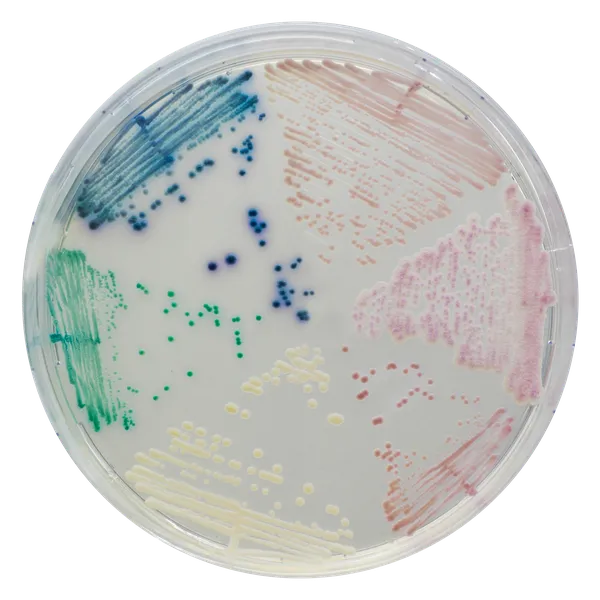 CHROMagar™ Candida