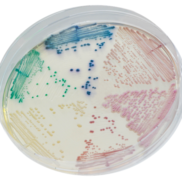 CHROMagar™ Candida
