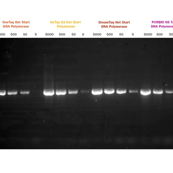 PCRBIO HS Taq DNA Polymerase & Mixes