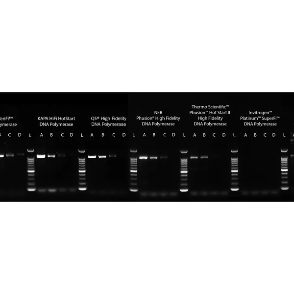 VeriFi® Polymerase & Mixes