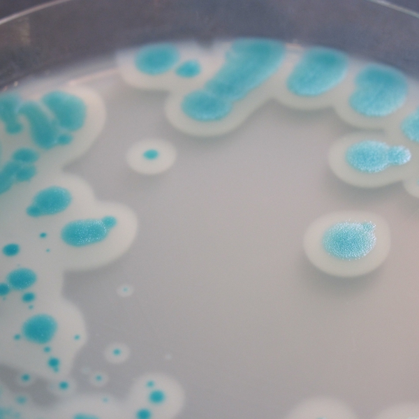 CHROMagar™ B. cereus