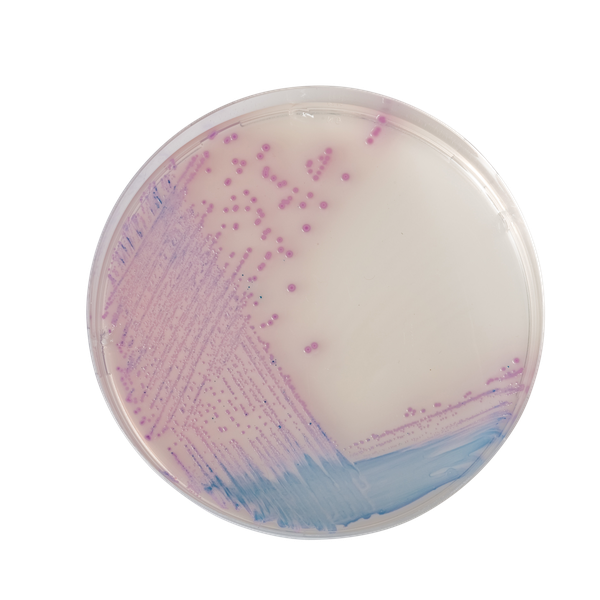 CHROMagar™ Salmonella