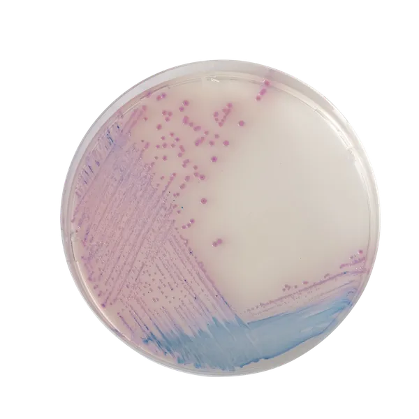 CHROMagar™ Salmonella