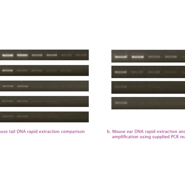 PCRBIO Rapid Extract PCR Kit