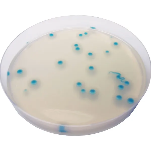 CHROMagar™ B. cereus