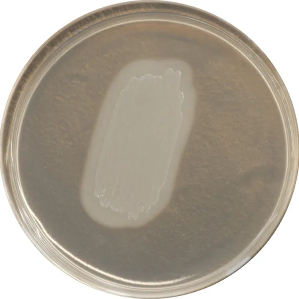 CHROMagar™ Identification Listeria