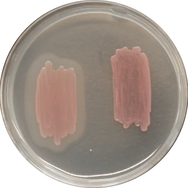 CHROMagar™ Identification Listeria