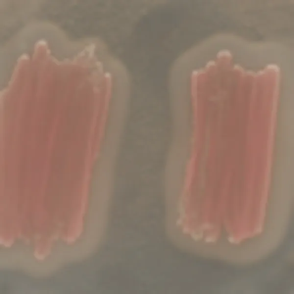 CHROMagar™ Identification Listeria