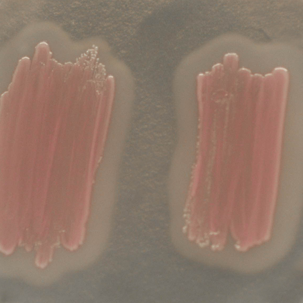 CHROMagar™ Identification Listeria