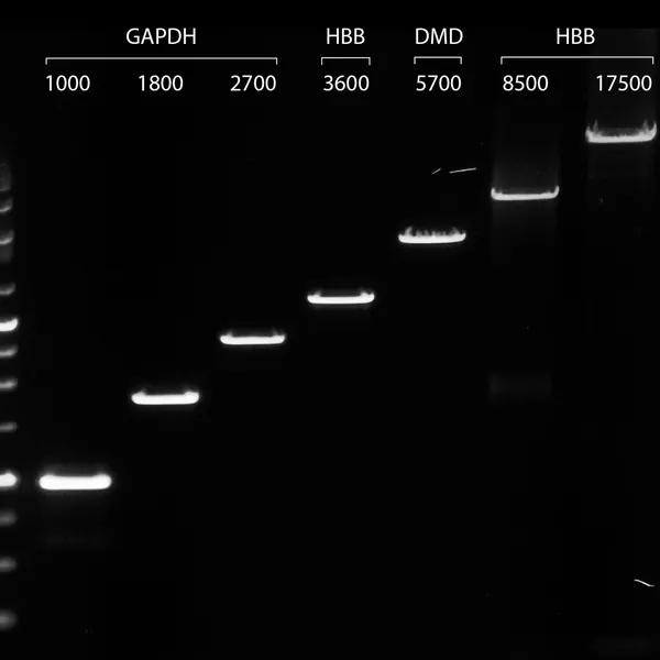 VeriFi® Polymerase & Mixes