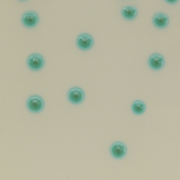 CHROMagar™ B.cepacia