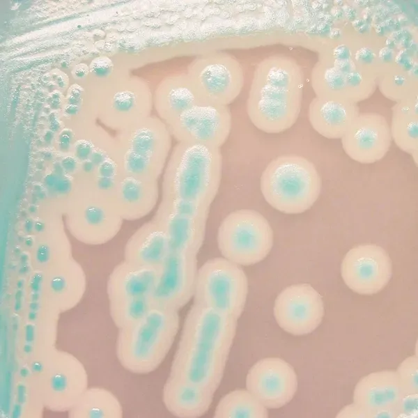 CHROMagar™ B. cereus