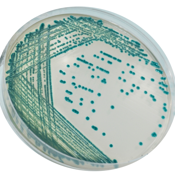 CHROMagar™ Serratia